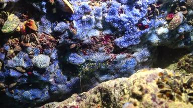 虾帕拉蒙线虫爬蓝色的海海绵沿海悬崖保加利亚